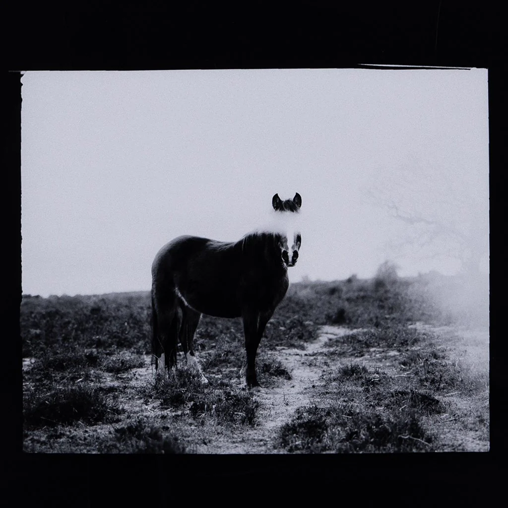 Blank Horse by Annie Spratt - Image 5