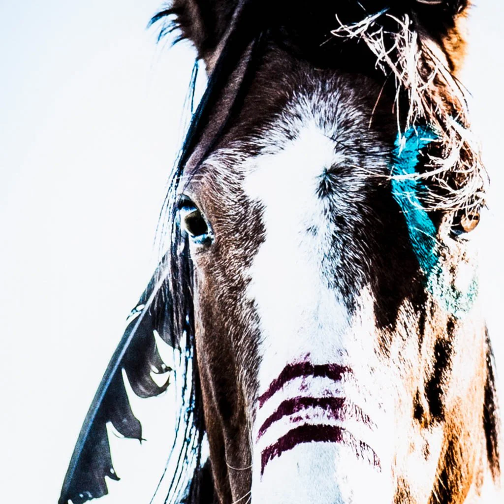 War Horse - Image 4